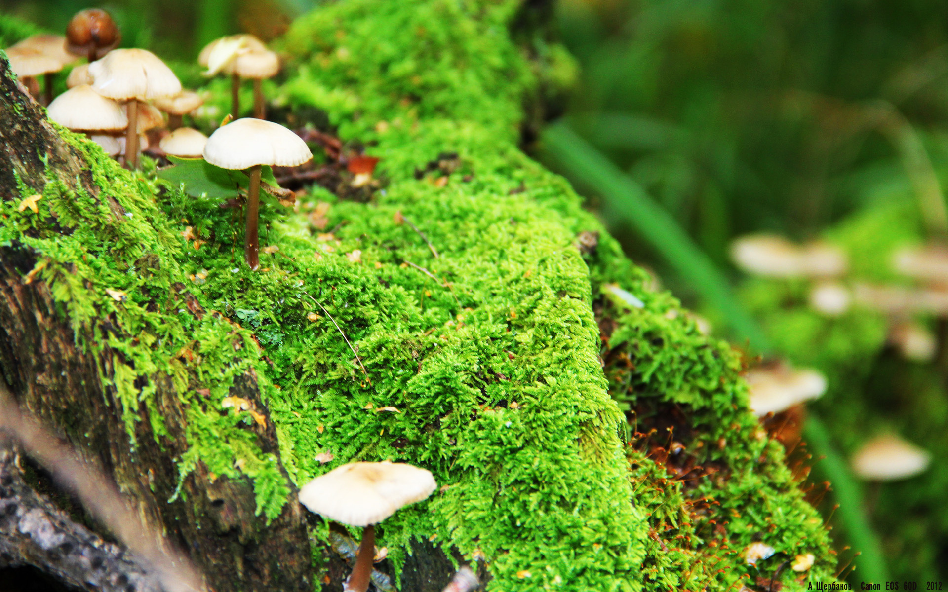 团队洪流 vs 孤胆英雄,国王碾压篮网背后的麦科勒姆悲情独角戏