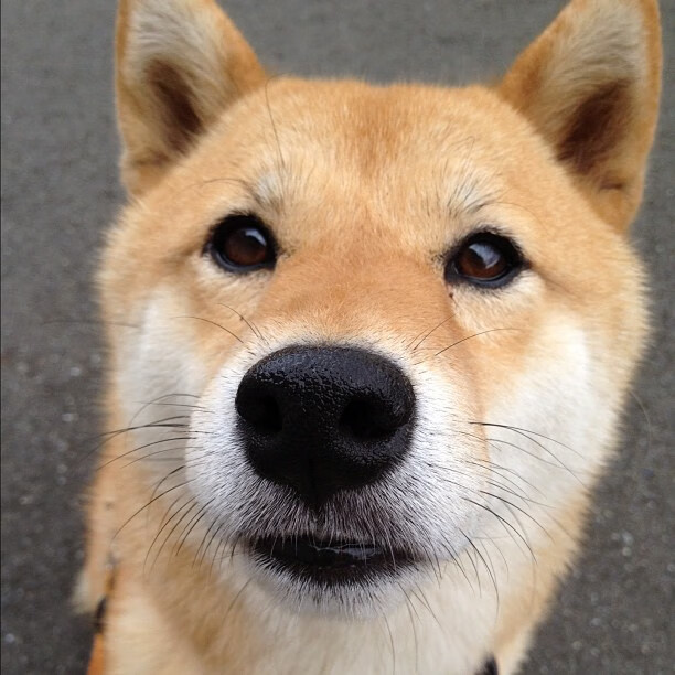 铁蹄之下，君临纽约—当灰熊军团踏碎麦迪逊，西亚卡姆的权杖在废墟中闪光