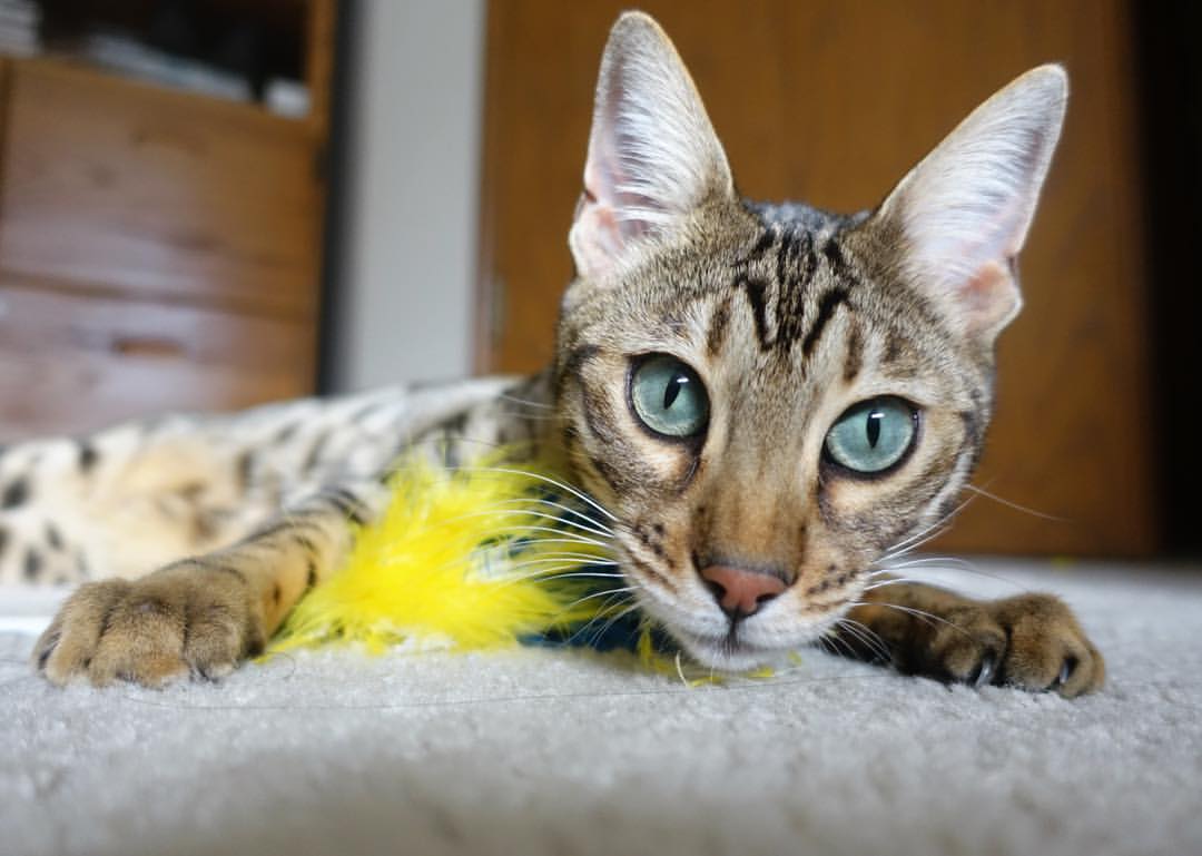 恩比德穿针引线盘活全队，活塞体系收割深圳男篮防线