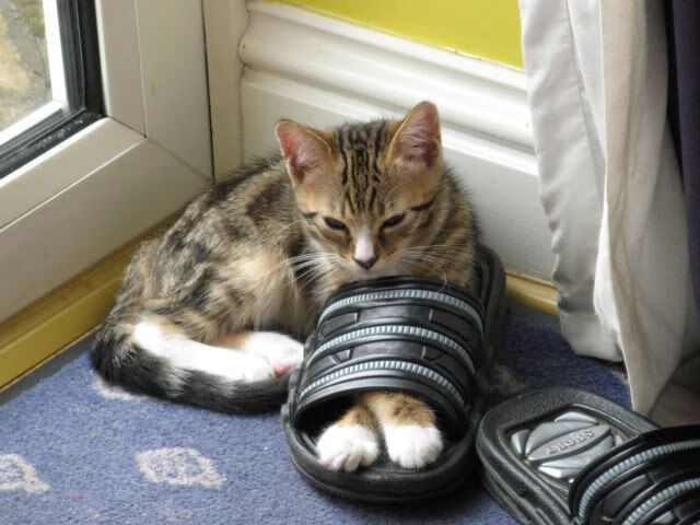 年度焦点之战之夜，布雷默一球定音，定义伟大的一战