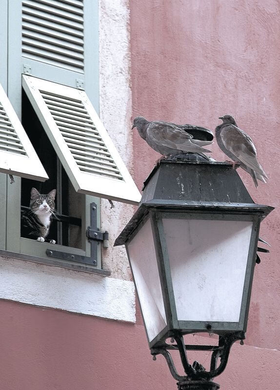 当黄蜂衔走太阳，欧文与总决赛的终极接管艺术