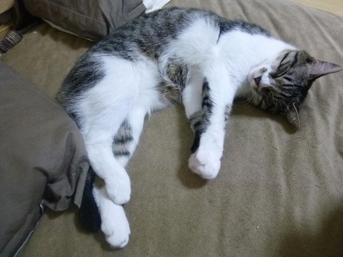 丛林法则,爱德华兹以步行者之姿突破太阳防线,在季后赛接管比赛