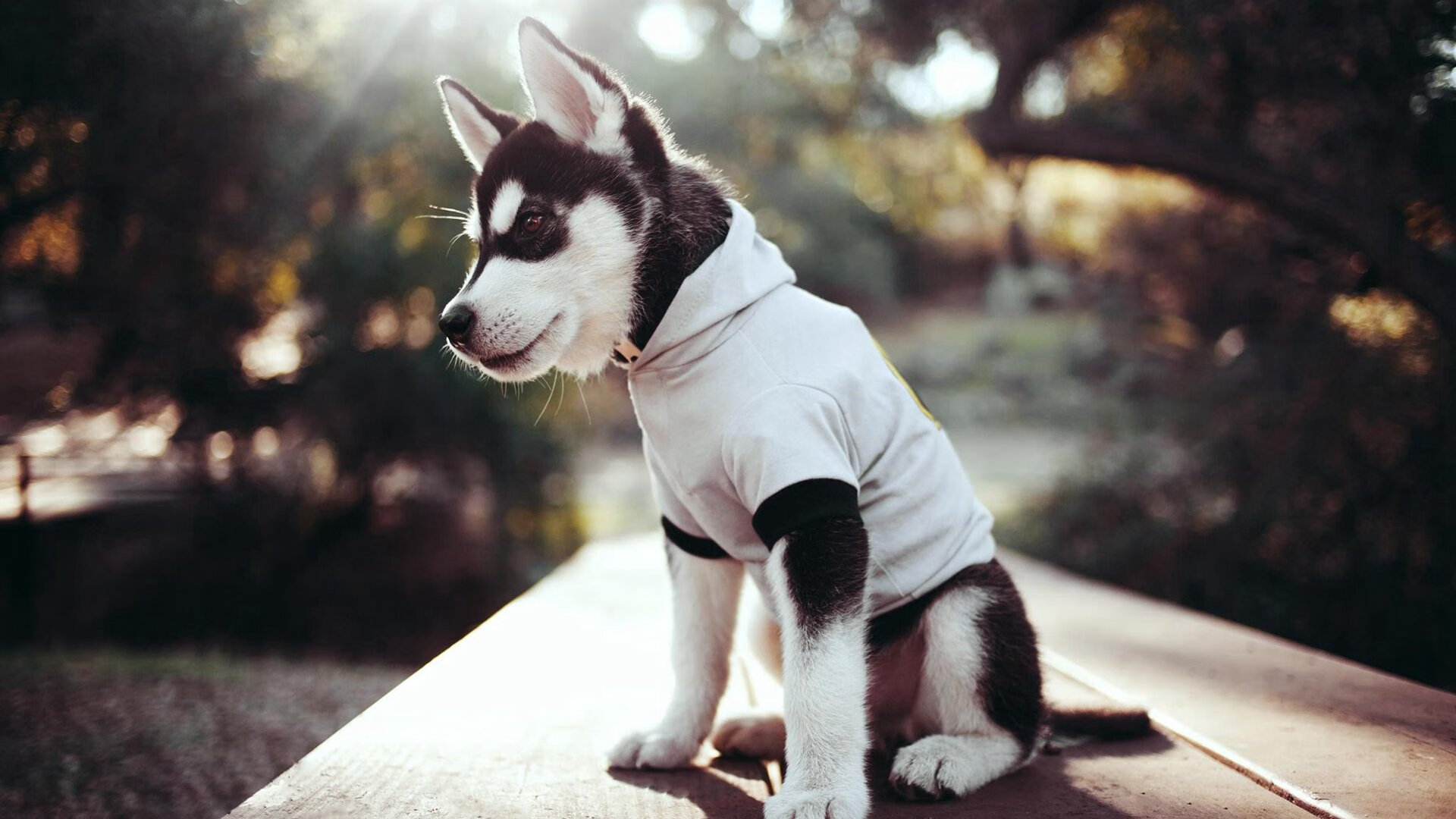 伊萨克一击制胜,波兰客场力克尼斯,关键先生闪耀欧洲之夜