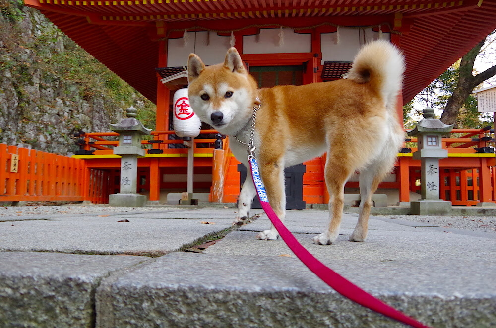 中距离的挽歌,当德罗赞的古典艺术照亮雷霆火箭的现代战争