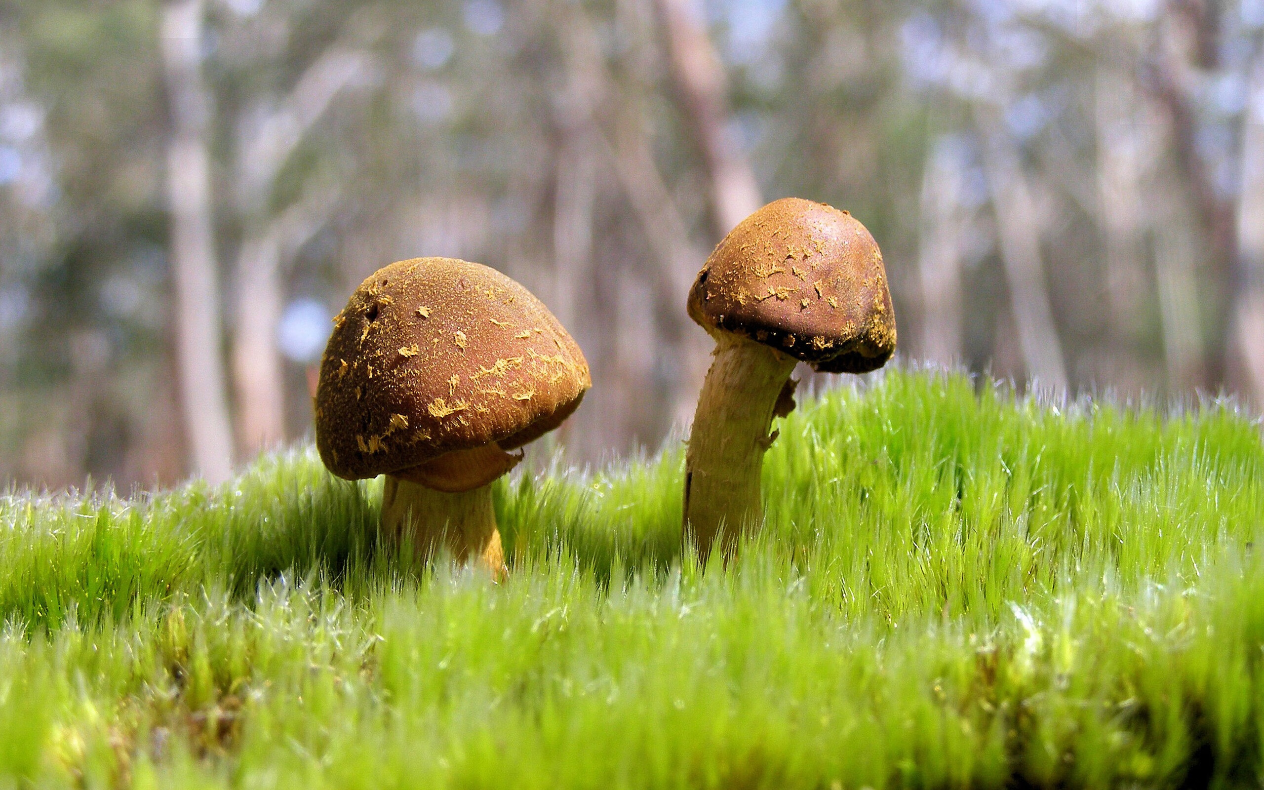 钢铁巨兽的狭路相逢，当公牛在街道带走鹈鹕