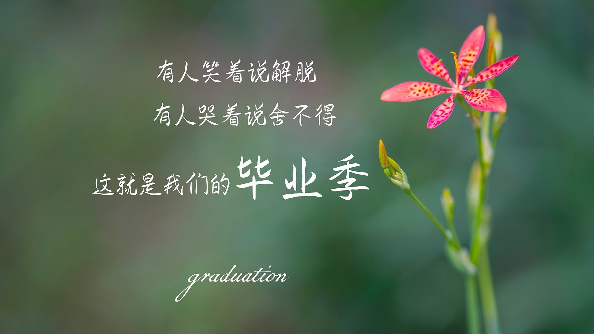 欧冠之夜,阿拉巴的孤岛防线与巴萨的钢铁突围—当阿尔及利亚铁血遇上诺坎普魔法