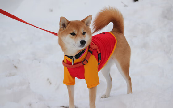 西亚卡姆制胜绝杀助北京队险胜新疆,关键先生彰显巨星本色