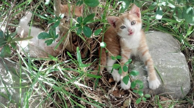 绝境逆转！罗马补时惊魂斩落欧冠强敌