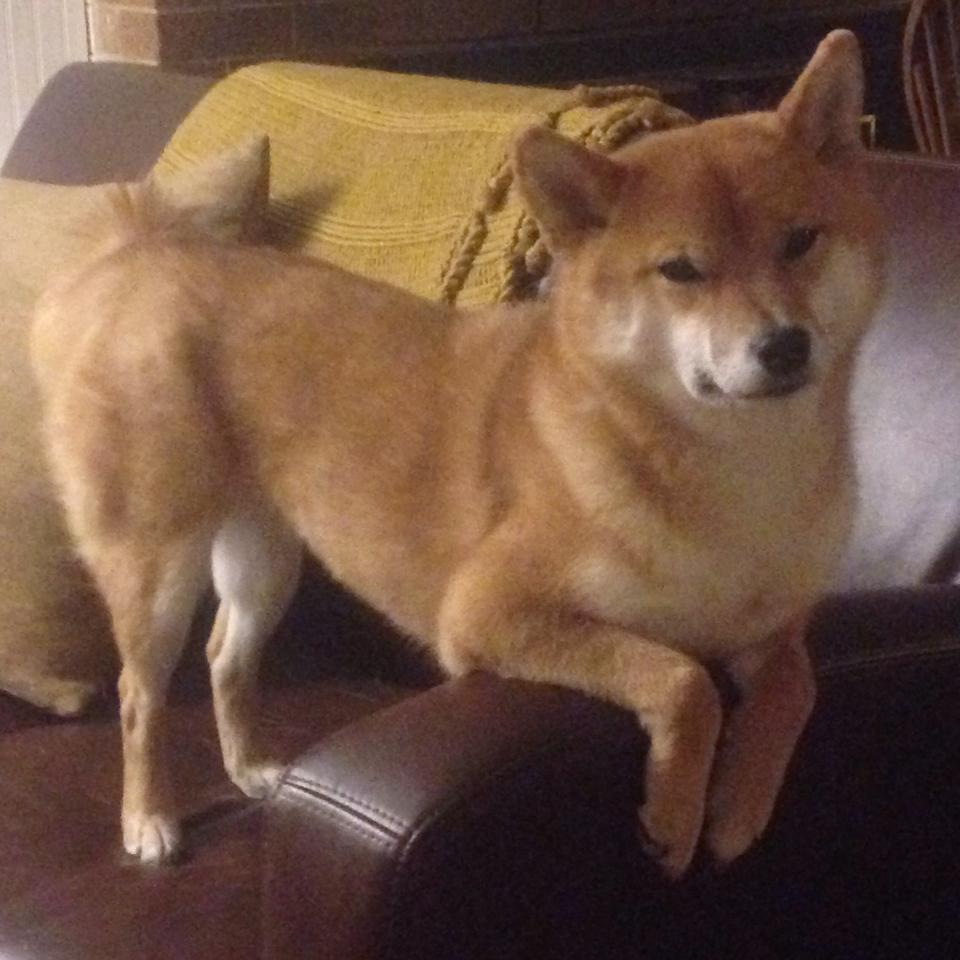 点球大师的觉醒之夜，若日尼奥冷静爆发，土耳其豪门的红牛征服记