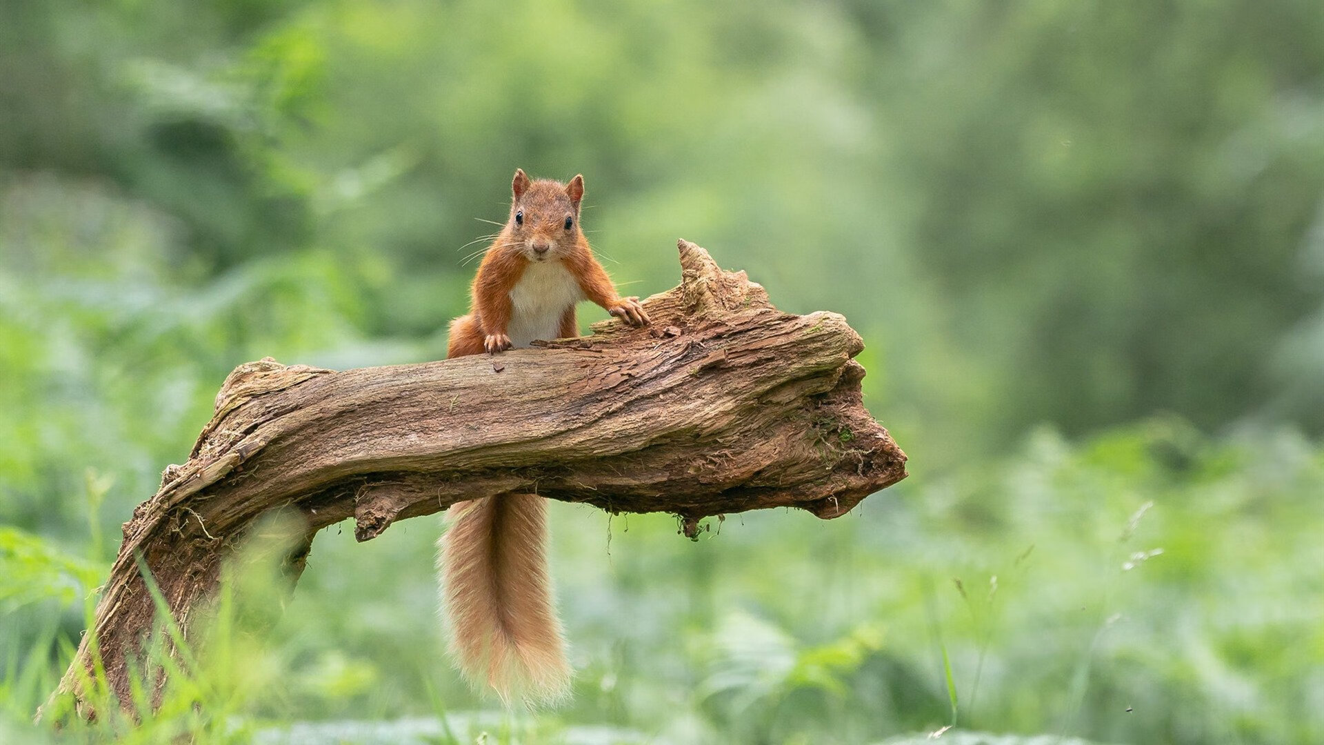 跨界对话，劳塔罗成焦点，勒沃库森末节带走韩国