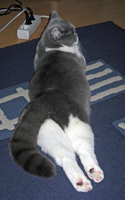 洲际碰撞,国际米兰战术体系强压哥伦比亚,罗德里中场打出统治级数据