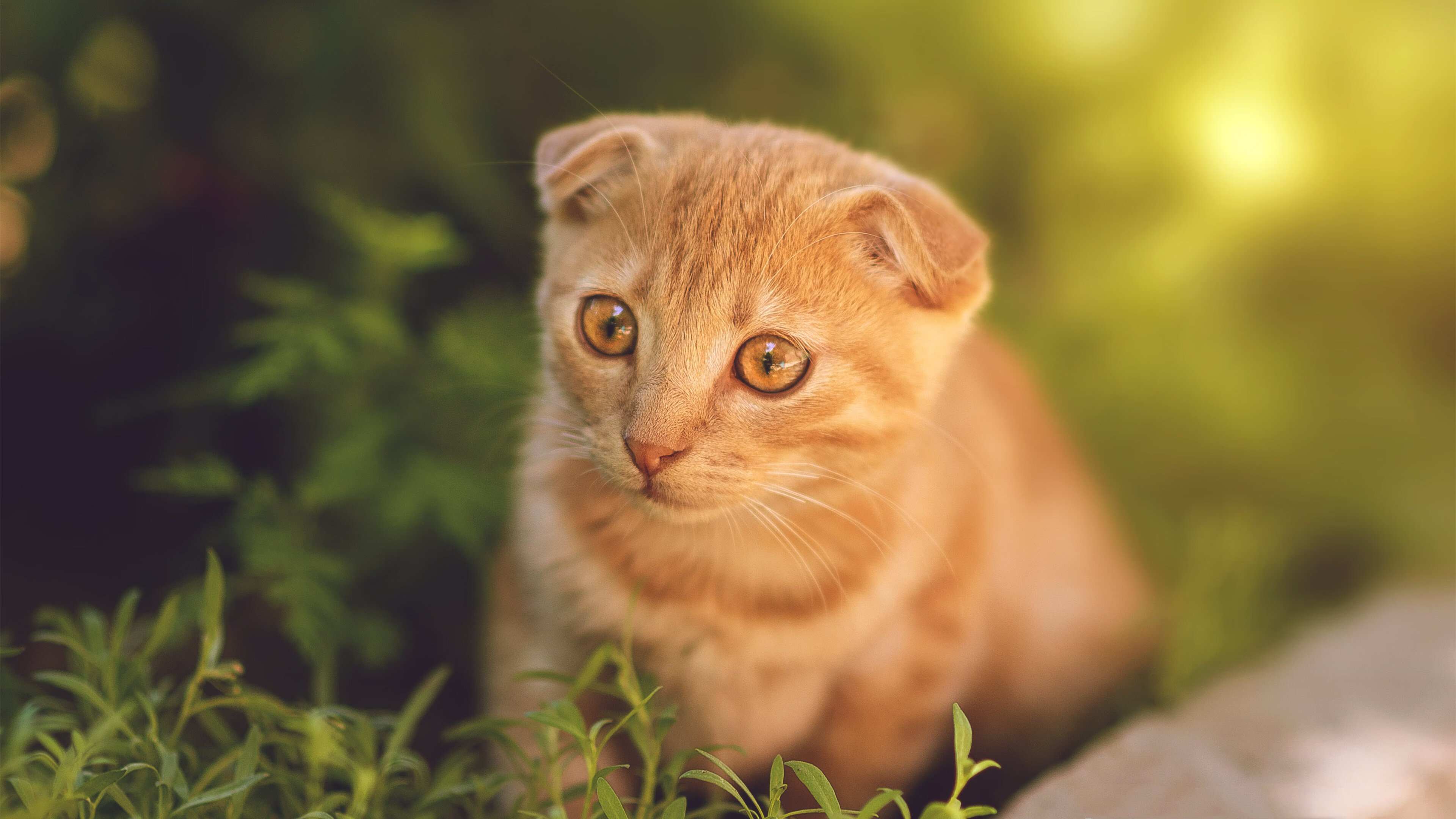 摩纳哥惊天逆转！格列兹曼划破法国夜空，奥运前夜的致命宣言