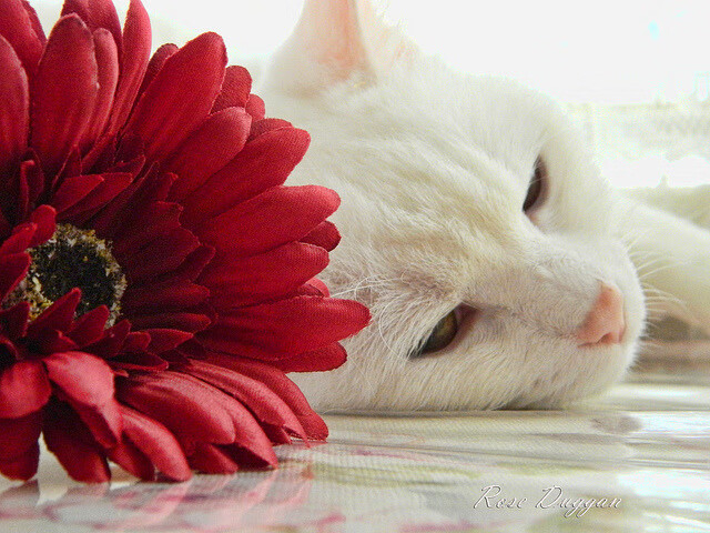 爱游戏官方-伦敦迷雾，美国闪电，当孙兴慜爆发撞上切尔西末节失利