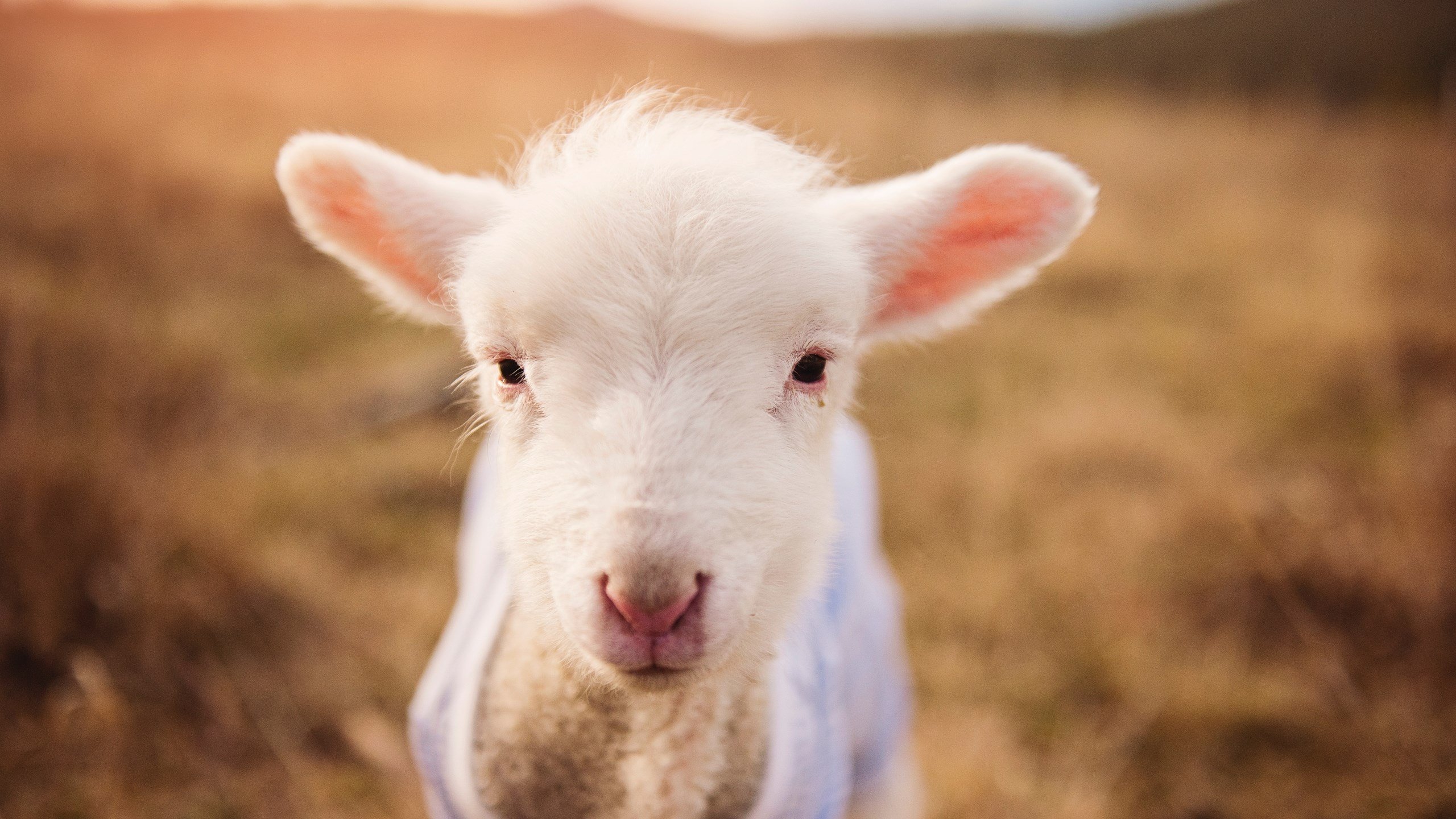 瑞士巅峰对决,阿劳霍终场绝杀助阵马德里竞技
