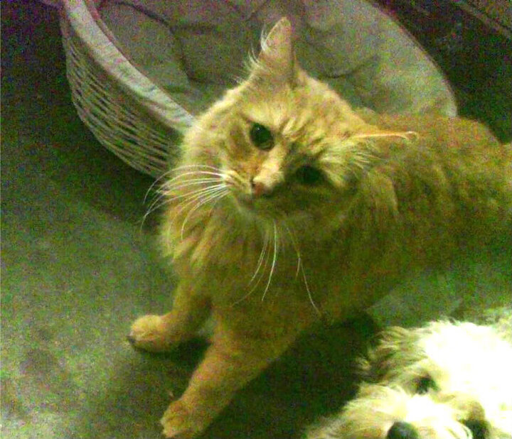 中场艺术家法比尼奥操刀,西班牙足球交响乐正面击溃尼日利亚野性风暴