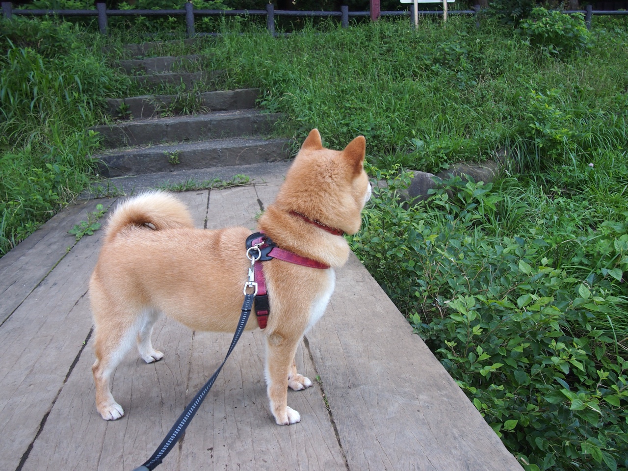 致命一击的独白，当阿方索·戴维斯撕裂英格兰防线，世界杯积分战写下唯一剧本